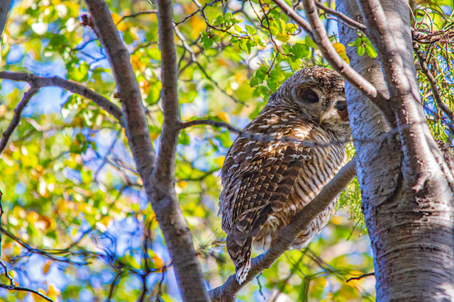 Lechuza Bataraz Austral - eBird Argentina