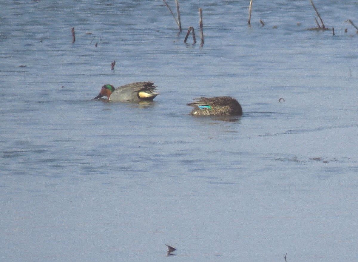 Green-winged Teal - ML325582431