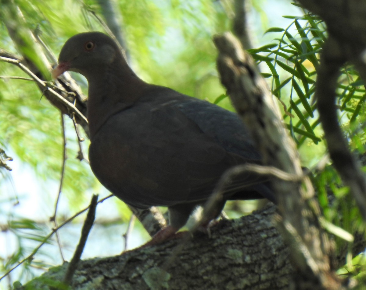Red-billed Pigeon - Daniel Lane