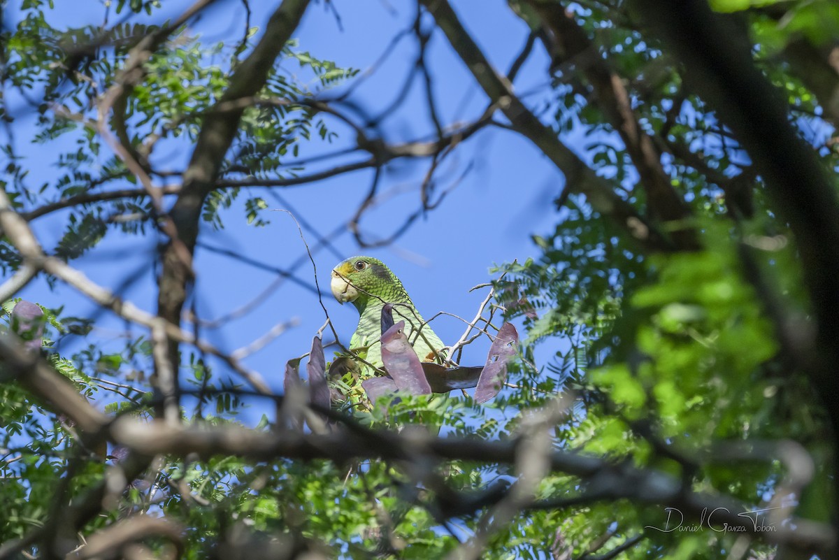 Yellow-lored Parrot - ML325586231