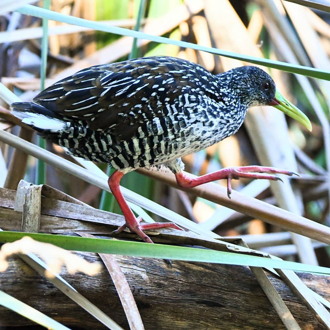 Spotted Rail - ML325587061
