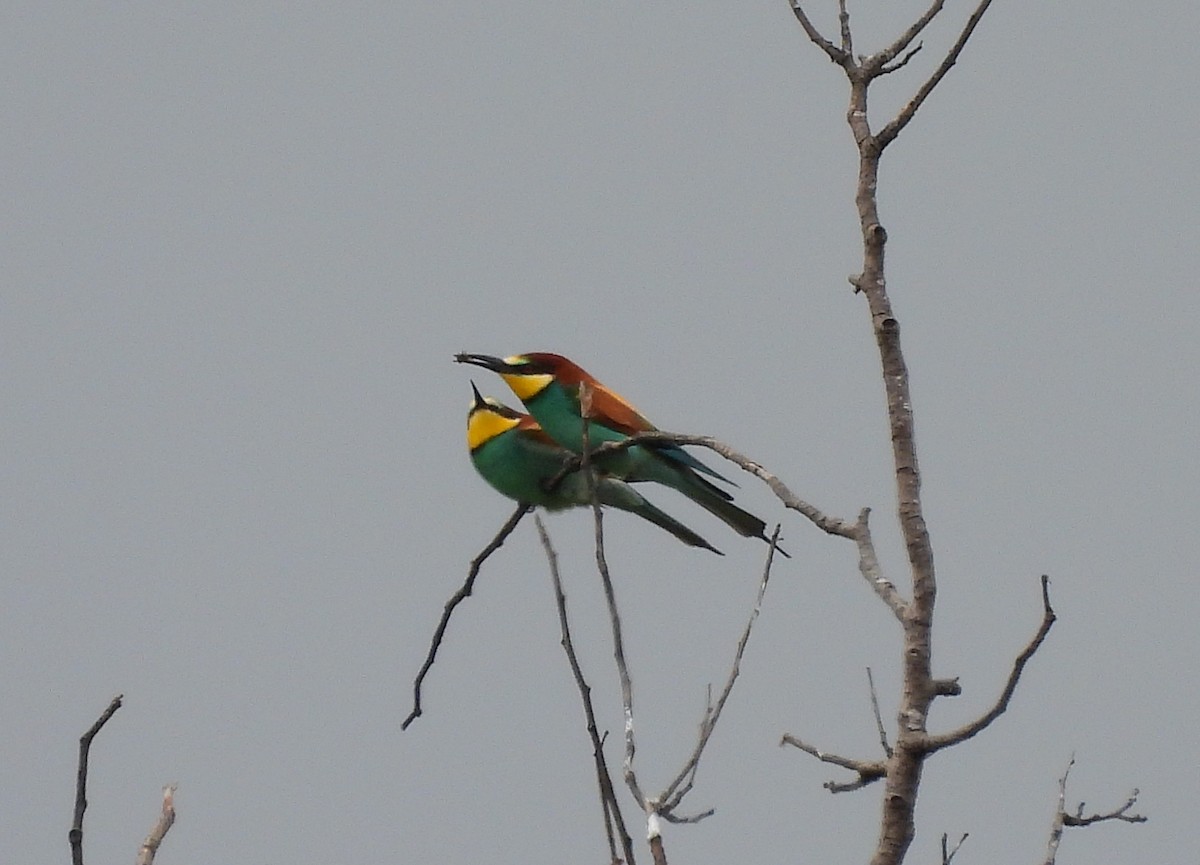 European Bee-eater - Ignacio Barrionuevo