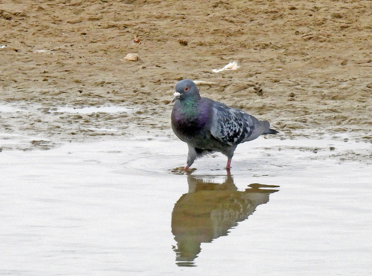 Rock Pigeon (Feral Pigeon) - Charles Hundertmark