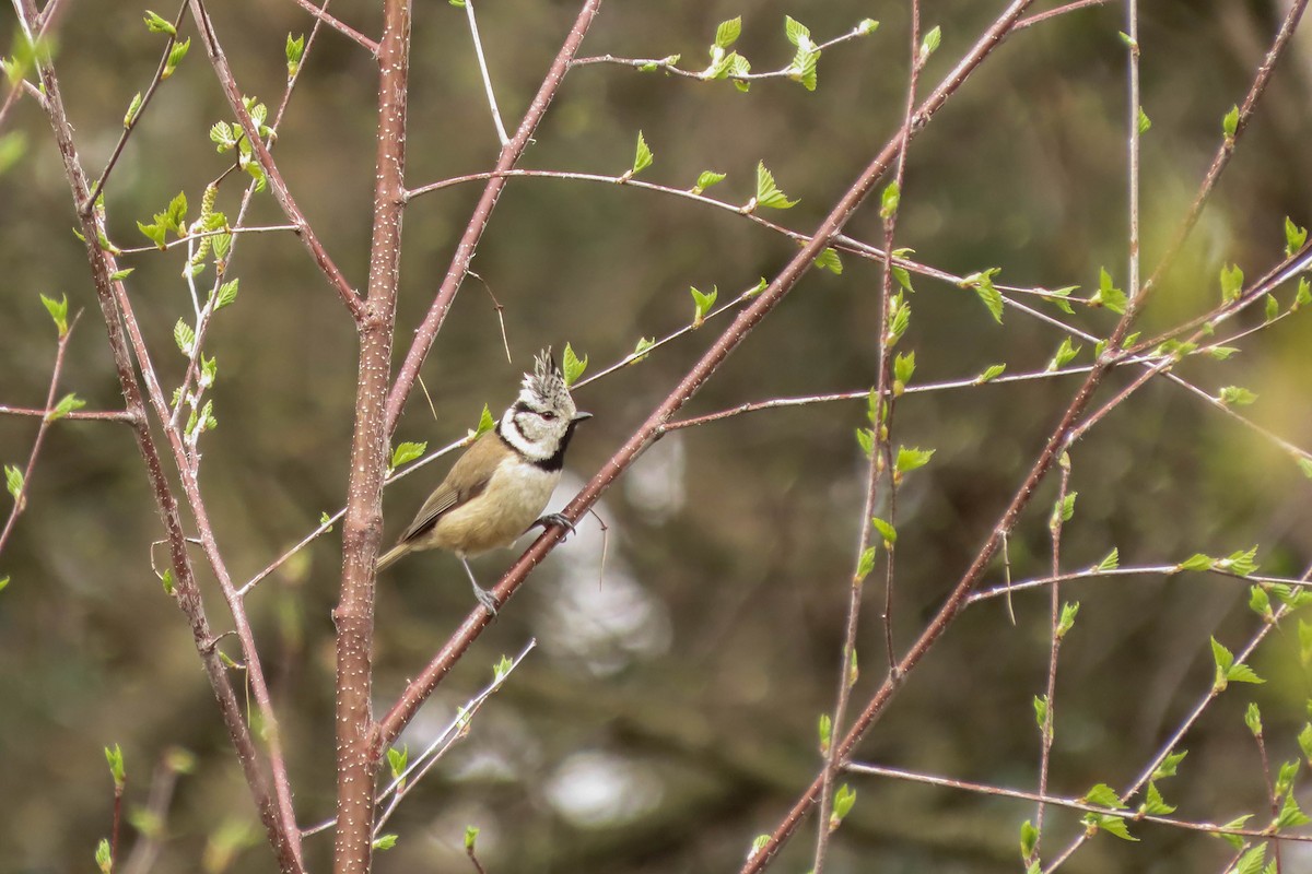Crested Tit - ML325607171