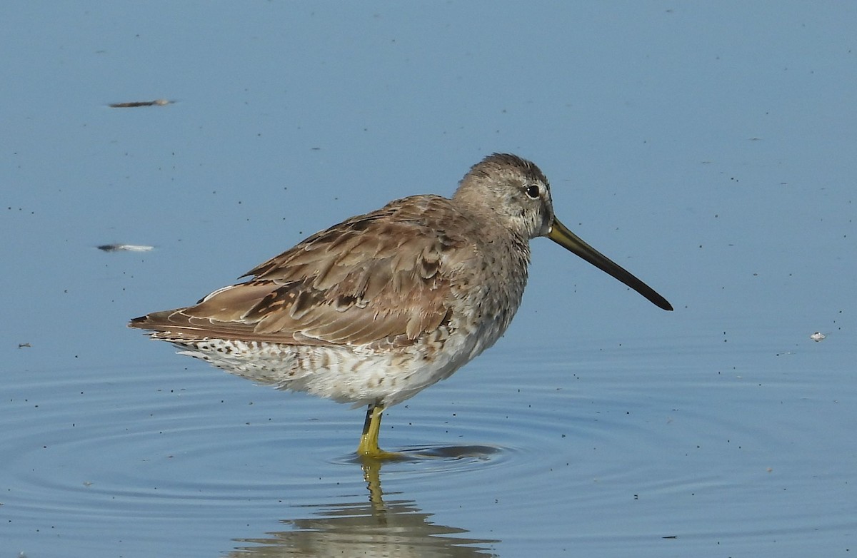 Long-billed Dowitcher - ML325611951
