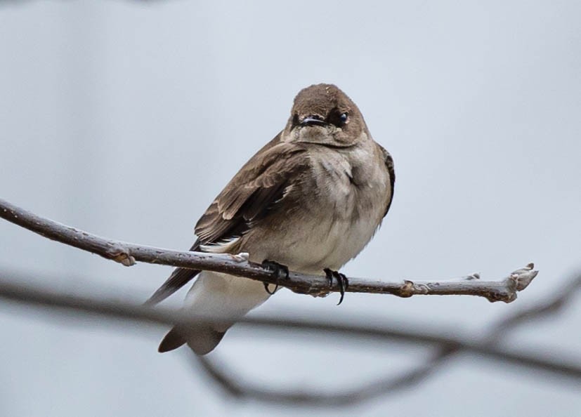Northern Rough-winged Swallow - ML325612161