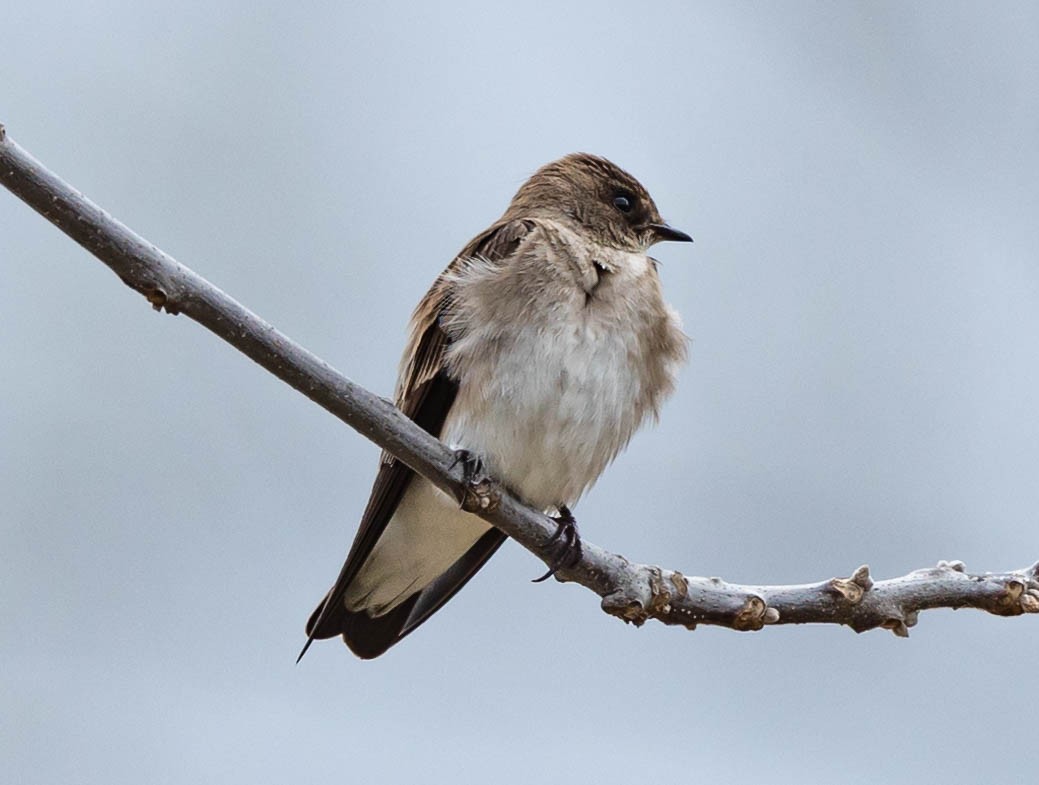 Northern Rough-winged Swallow - ML325612221