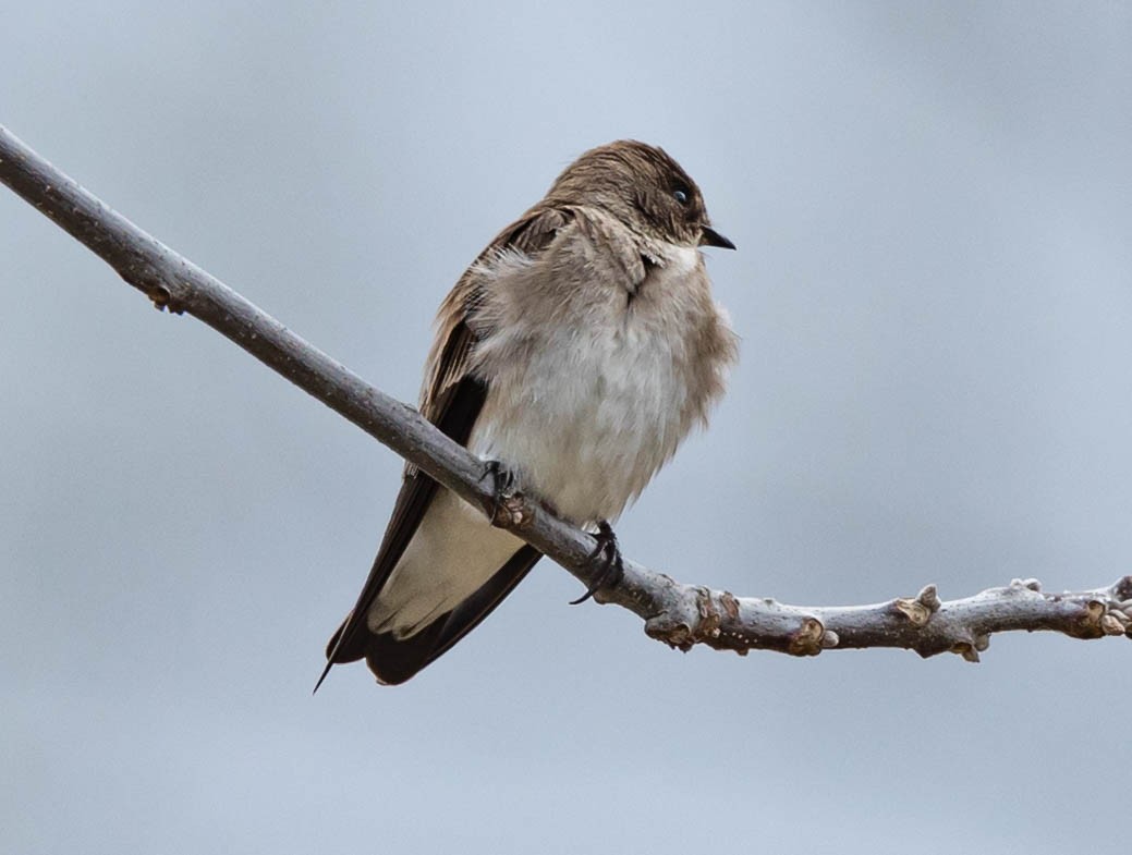 Northern Rough-winged Swallow - ML325612471
