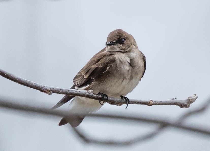 Northern Rough-winged Swallow - ML325612601