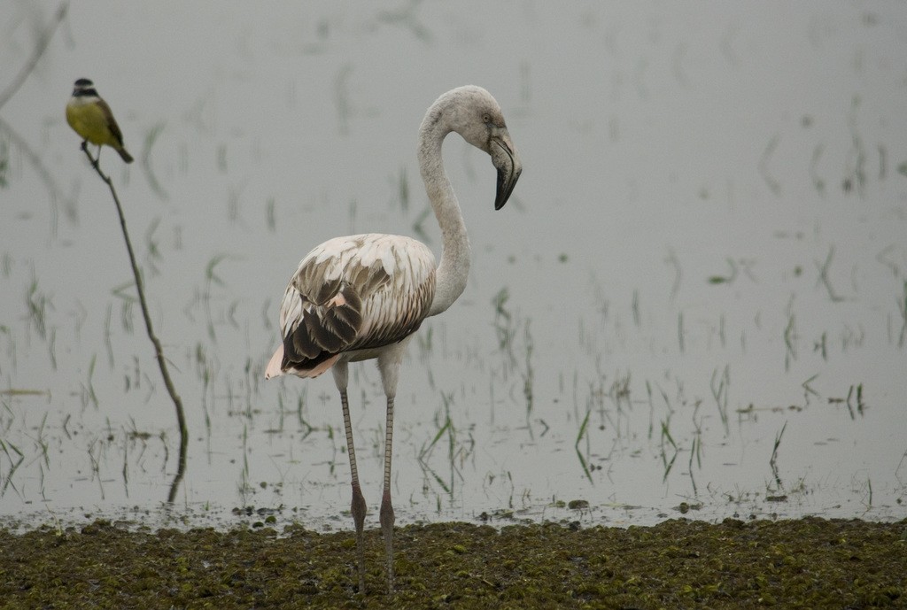 Chilean Flamingo - ML325614871