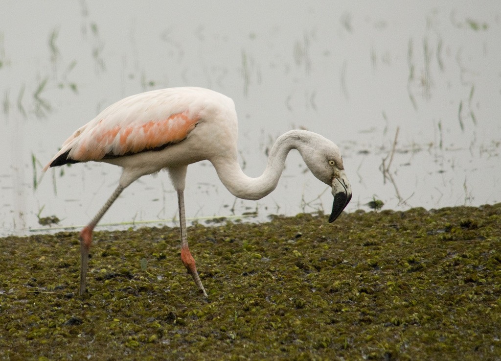 Chilean Flamingo - ML325614881