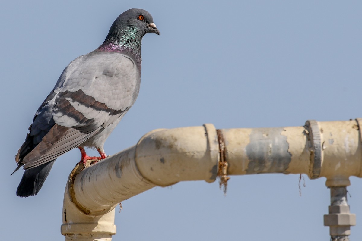Rock Pigeon (Feral Pigeon) - Teresa Connell