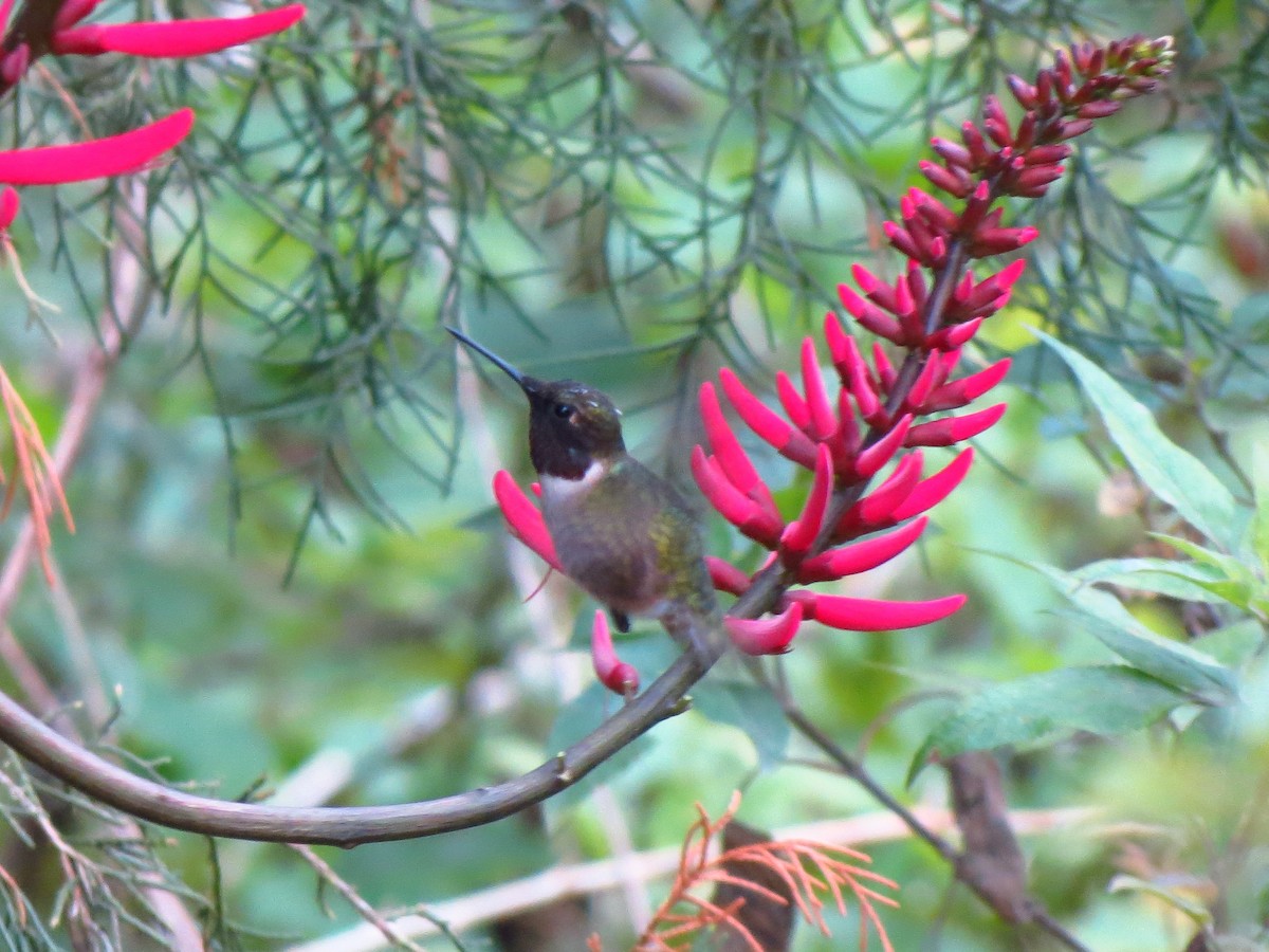 Ruby-throated Hummingbird - ML325617581