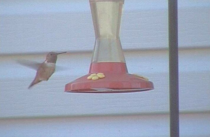 Rufous Hummingbird - Bill Pranty