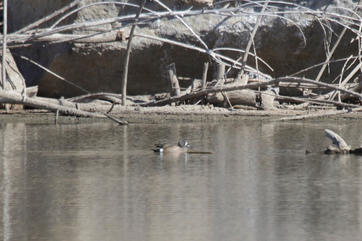 Blue-winged Teal - ML325624141