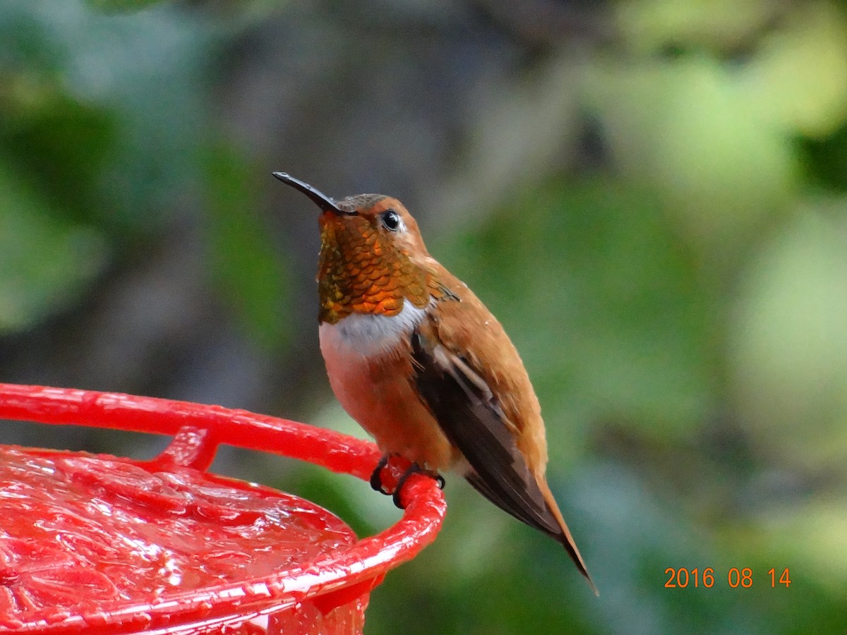 Rufous Hummingbird - Andy & Ellen Filtness