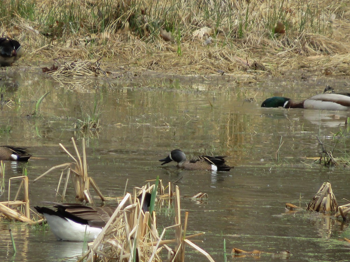 Blue-winged Teal - ML325626641