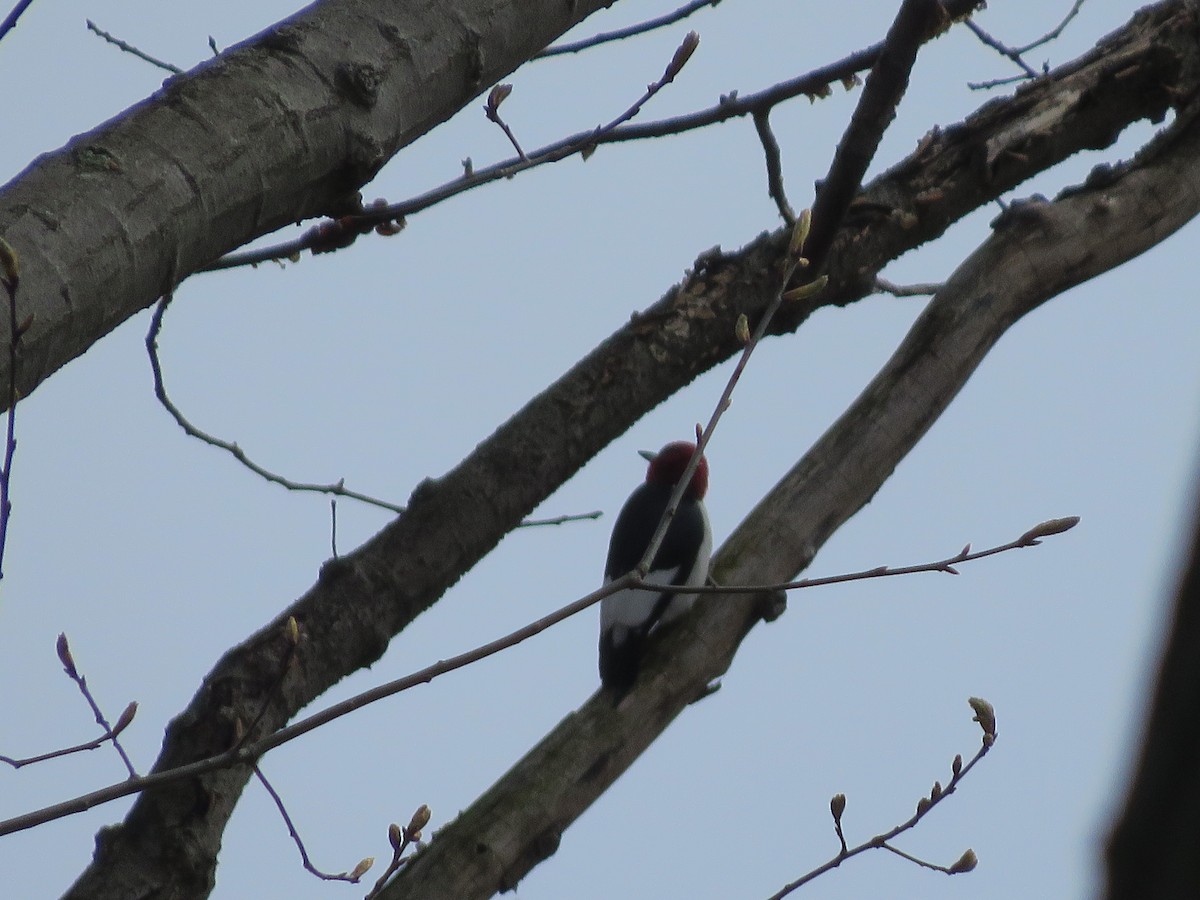 Red-headed Woodpecker - ML325627241