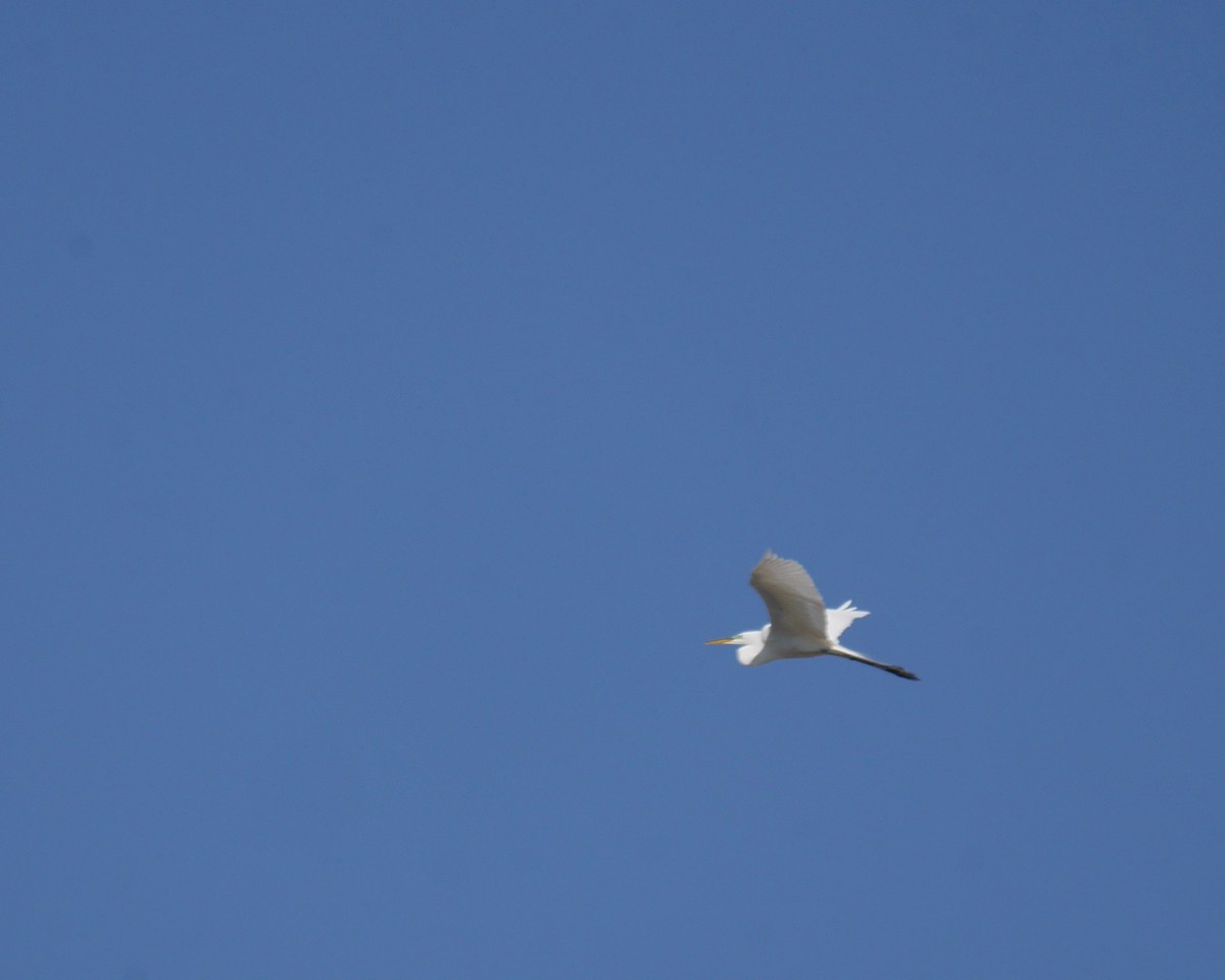 Great Egret - Mark W11 Kulstad