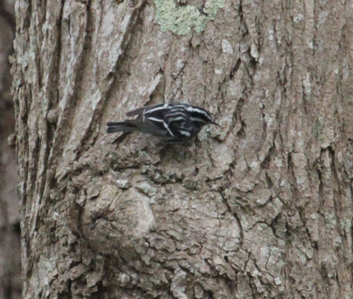Black-and-white Warbler - ML325633551