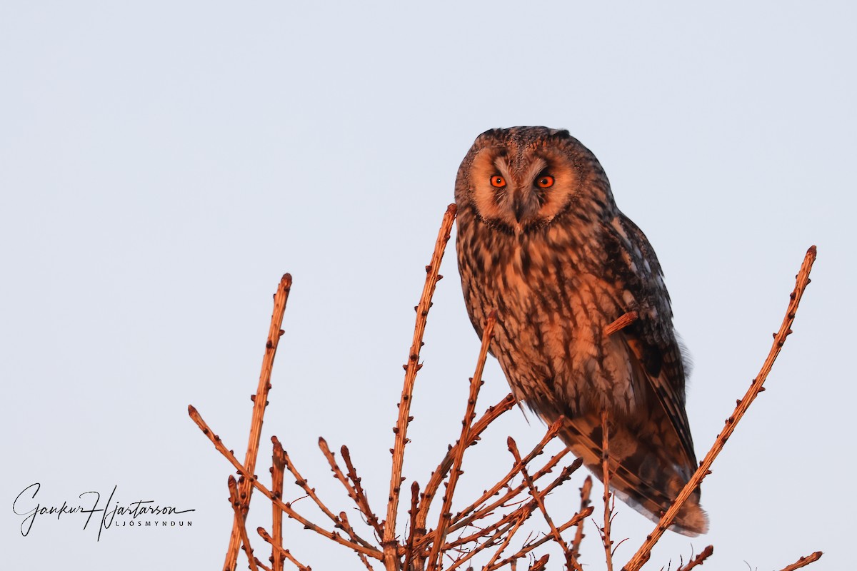 Long-eared Owl - Gaukur Hjartarson