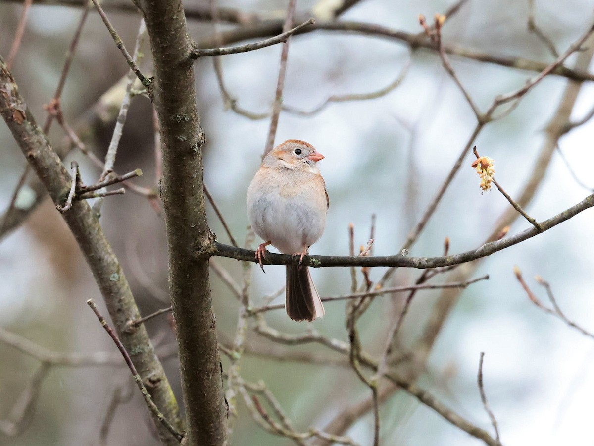 Field Sparrow - Glenn Wilson
