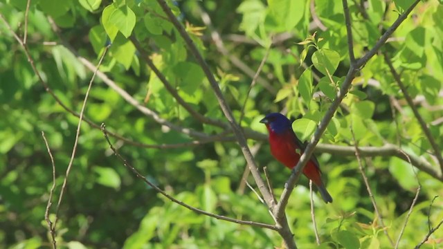 Painted Bunting - ML325644161