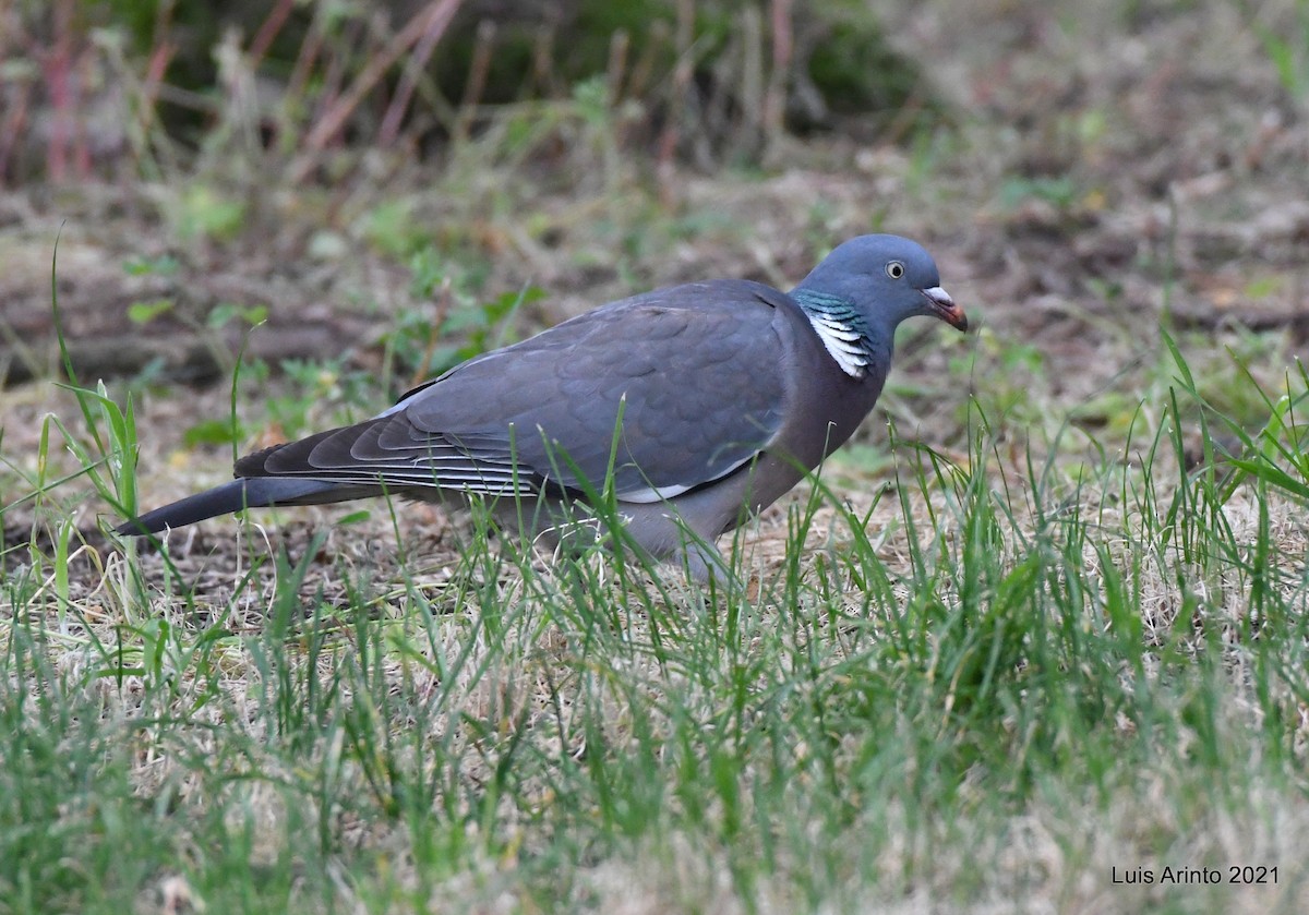 Common Wood-Pigeon - ML325644821