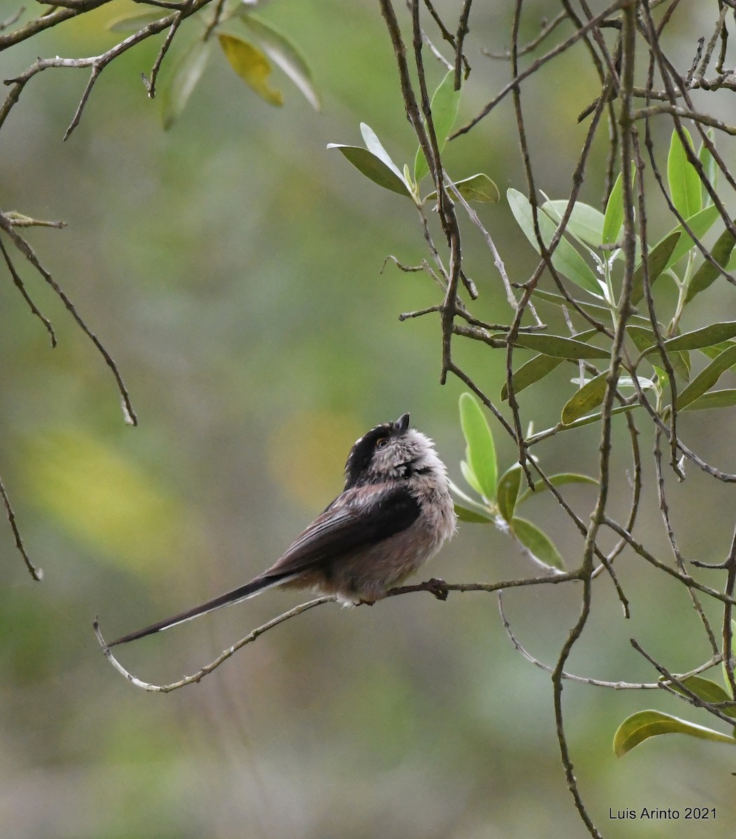 Long-tailed Tit - Luis Arinto