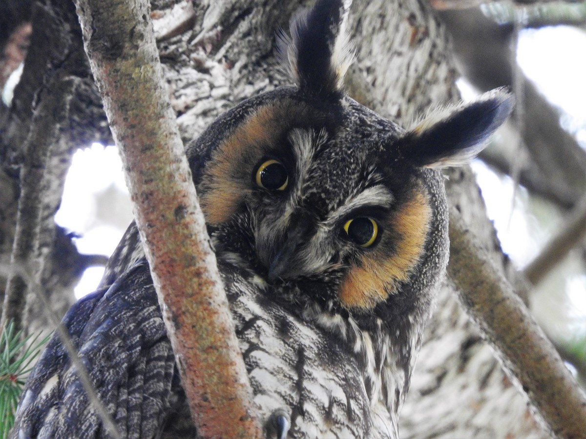 Long-eared Owl - ML325646661