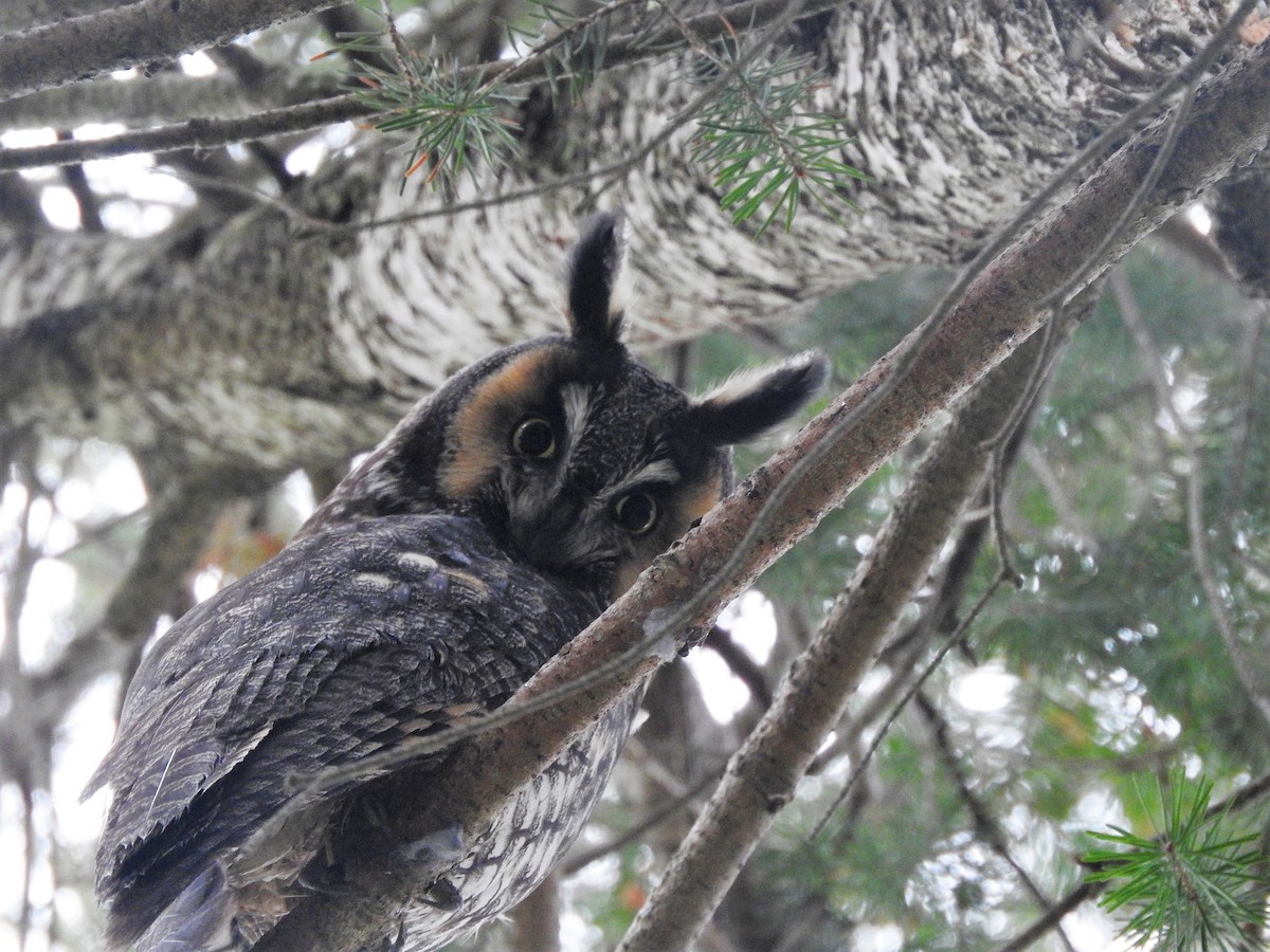 Long-eared Owl - ML325646671