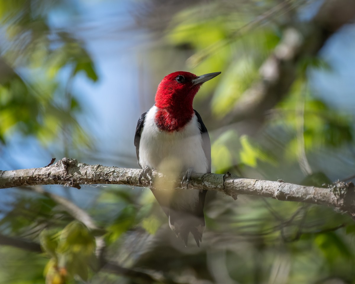 Red-headed Woodpecker - ML325648281