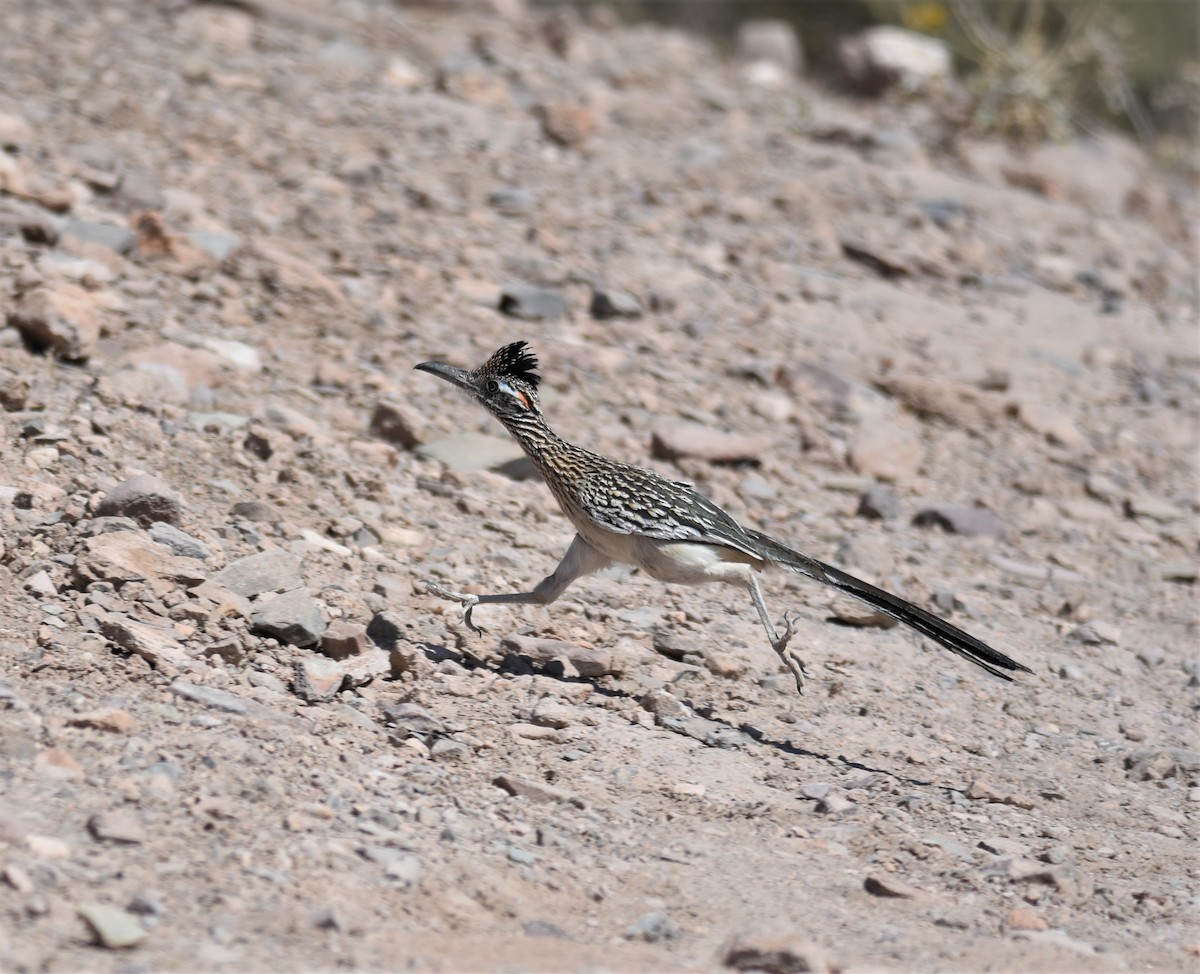 Greater Roadrunner - Ronnie Reed