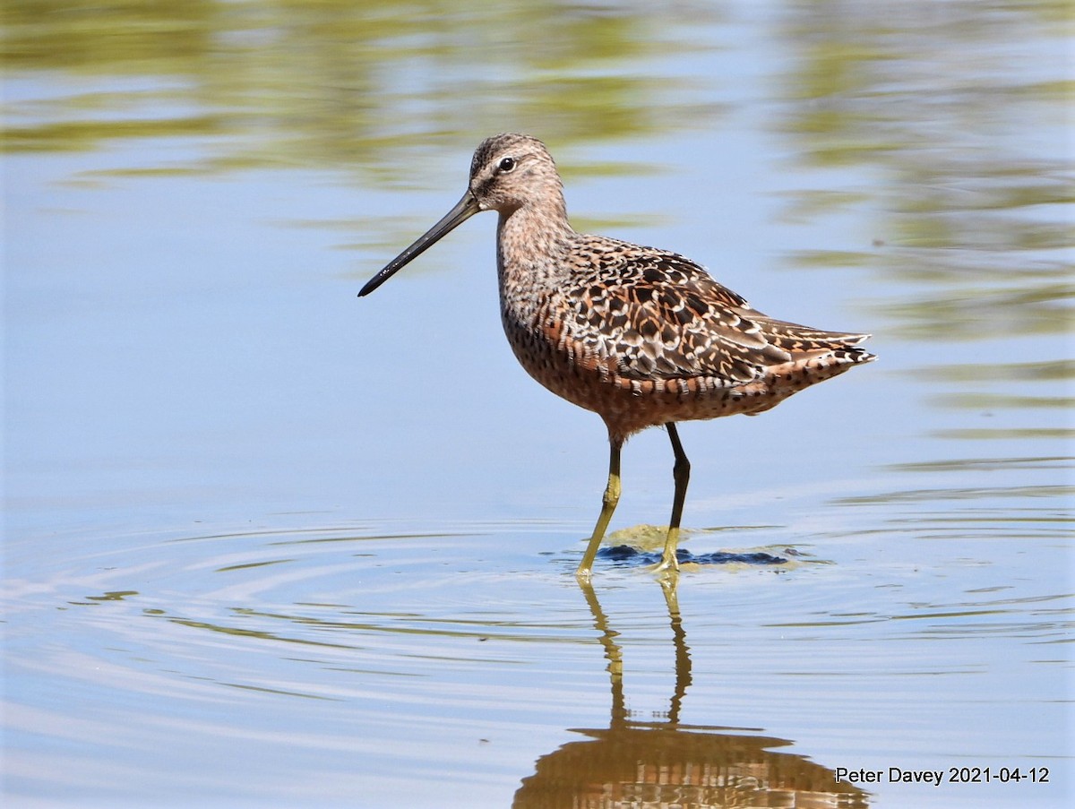 Long-billed Dowitcher - ML325657131