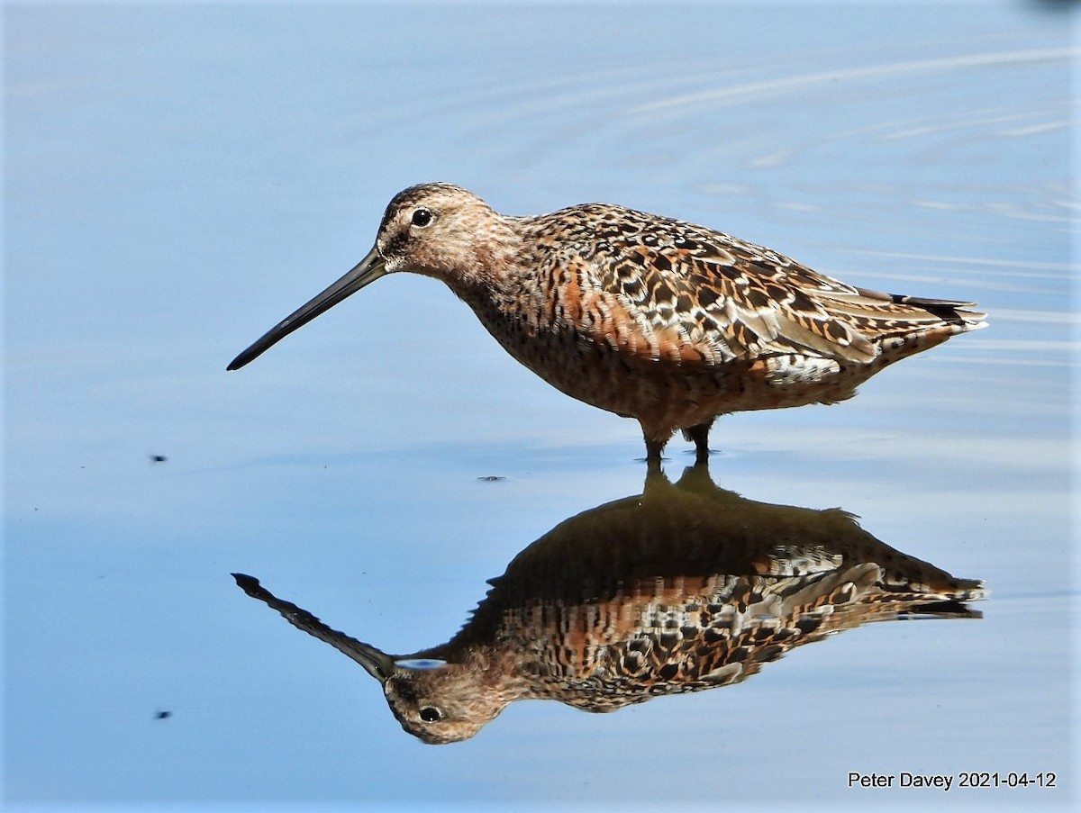 Long-billed Dowitcher - ML325657241