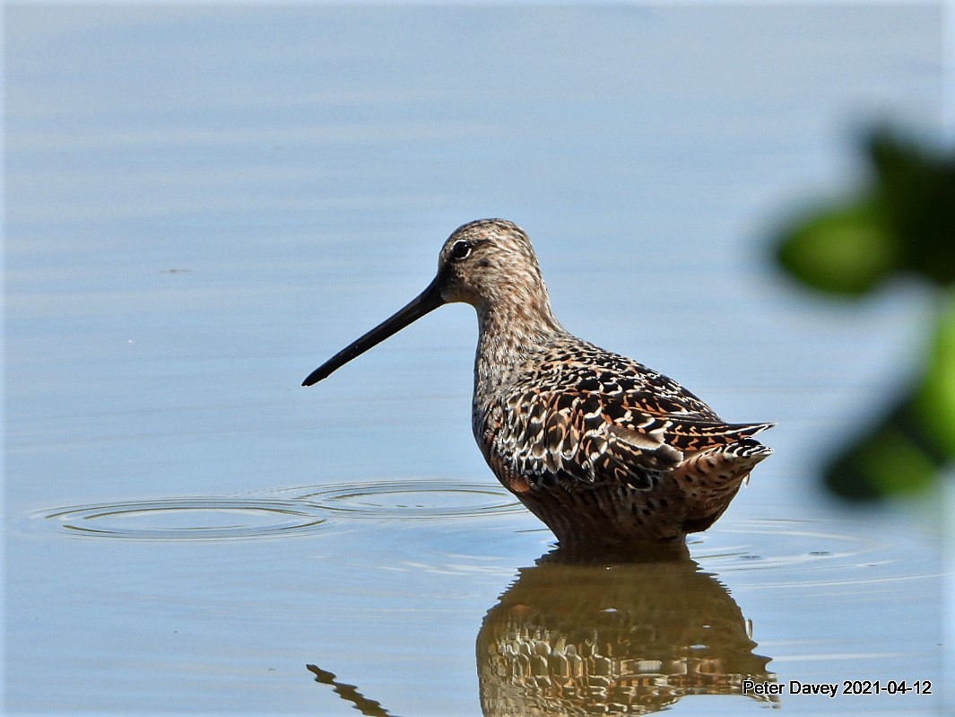 Long-billed Dowitcher - ML325657261