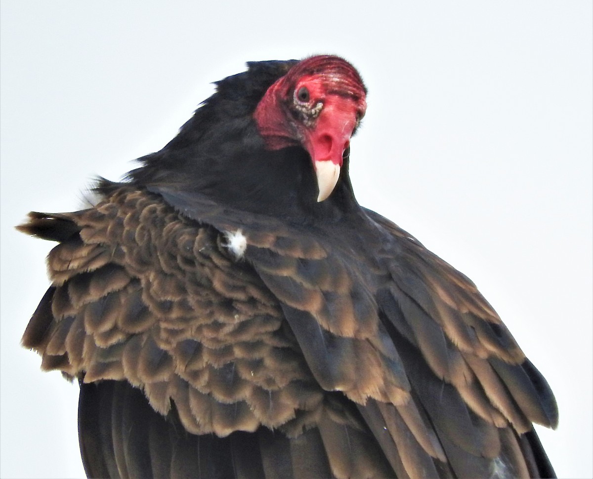 Turkey Vulture - ML325660551