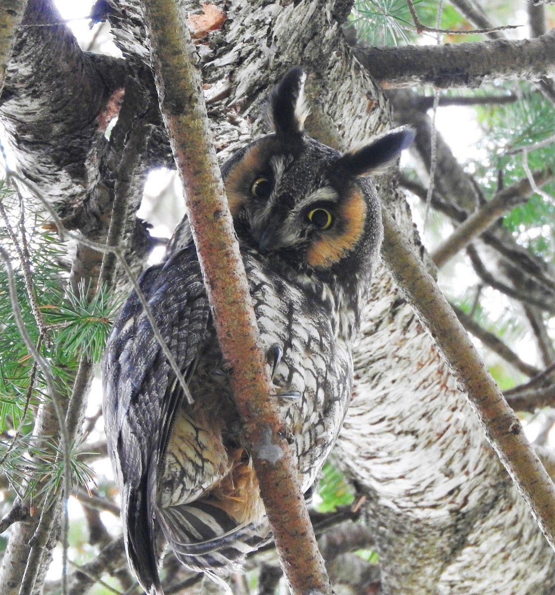 Long-eared Owl - ML325670621