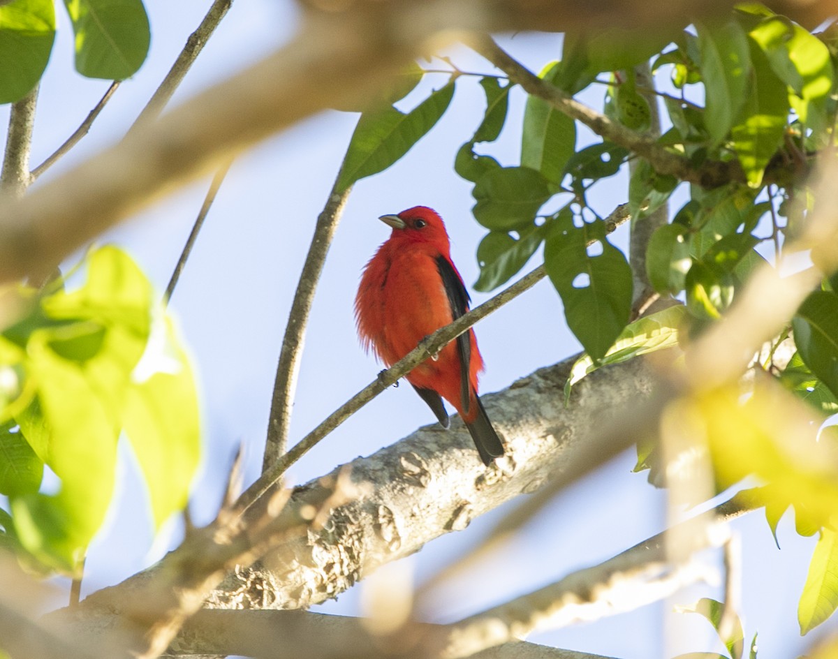 Scarlet Tanager - ML325674881