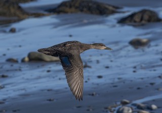 American Black Duck, ML325677571