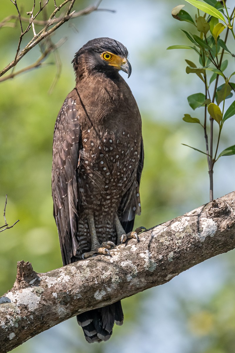 Crested Serpent-Eagle - ML325679941
