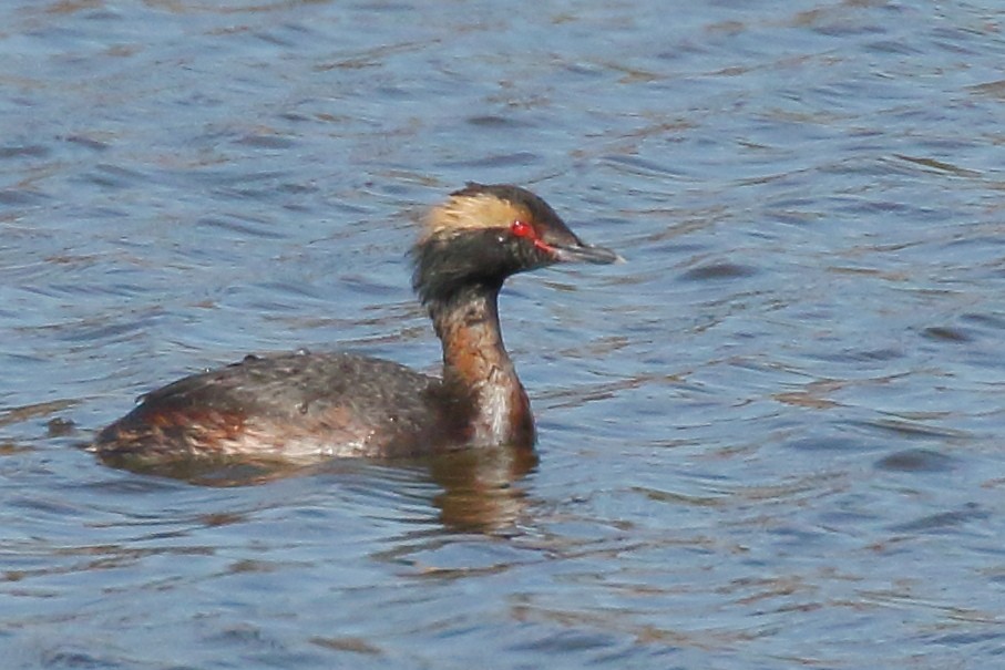 Horned Grebe - Mike  Ames
