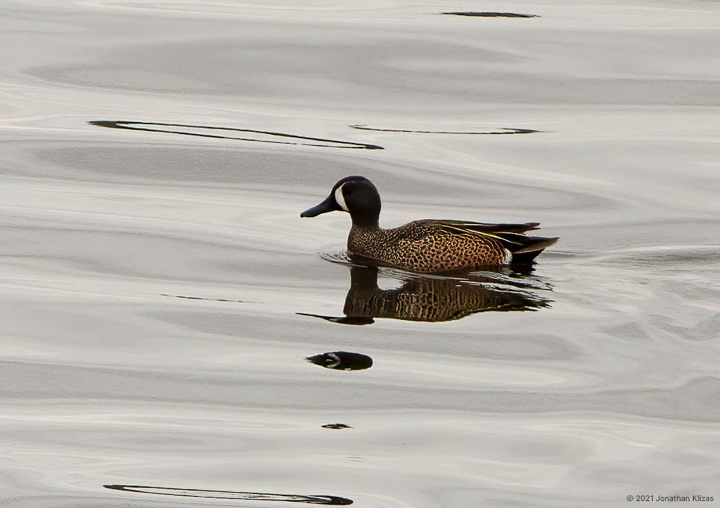 Blue-winged Teal - ML325682591