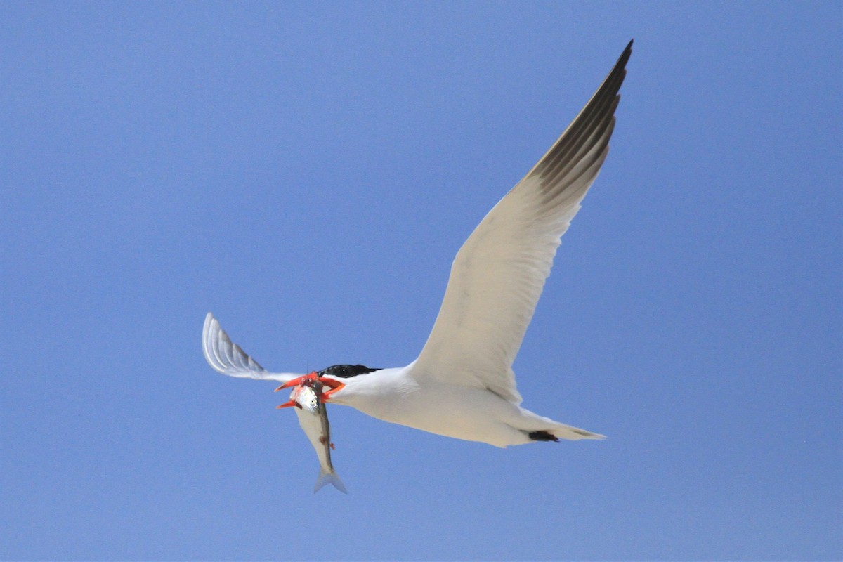 Caspian Tern - Kent Forward