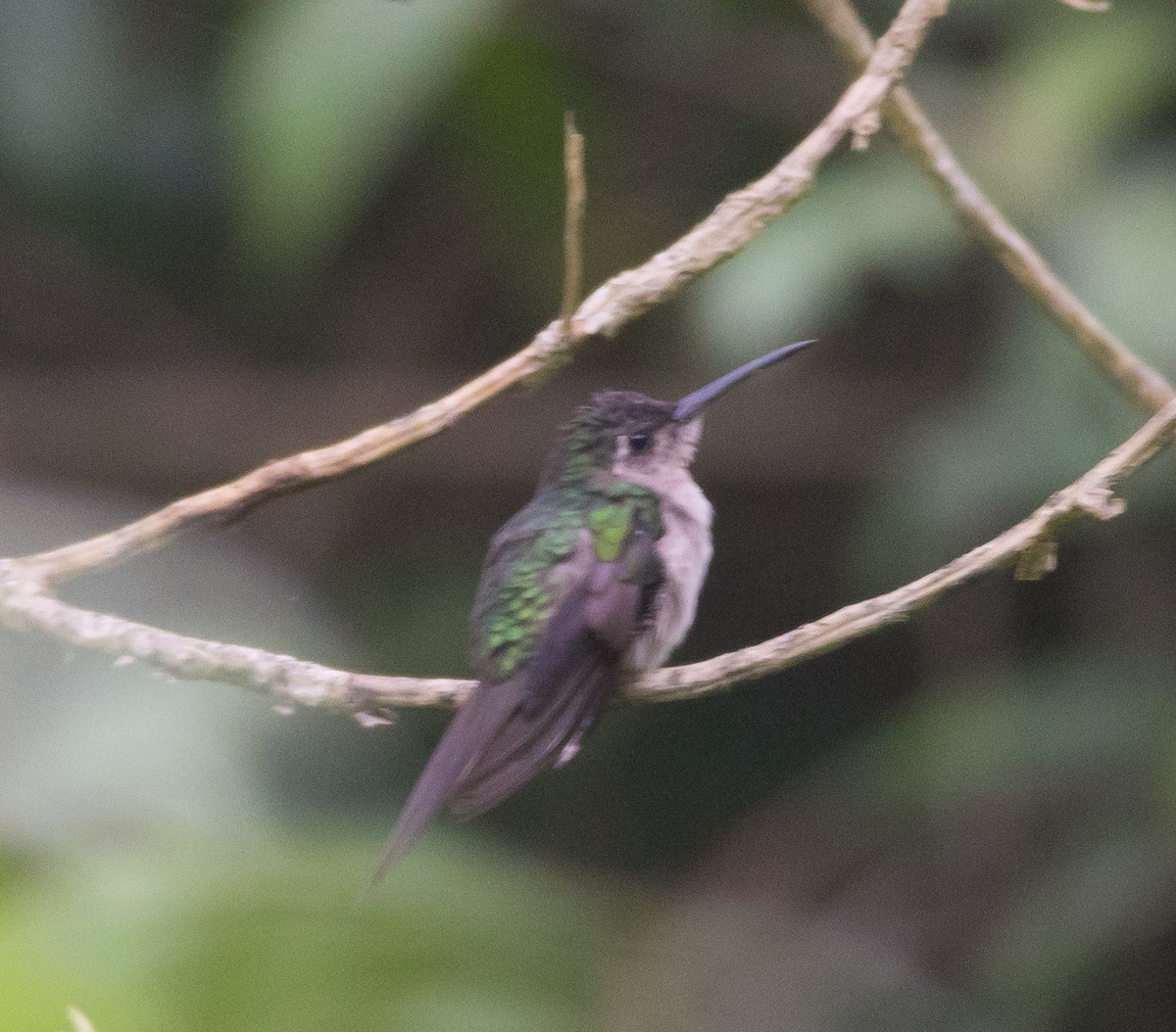 Wedge-tailed Sabrewing (Long-tailed) - ML32568731