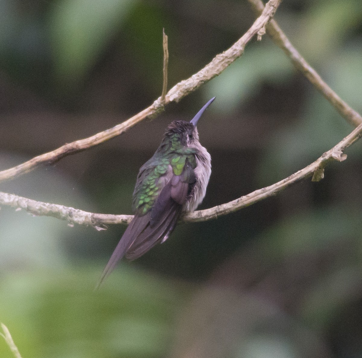 Wedge-tailed Sabrewing (Long-tailed) - ML32568741