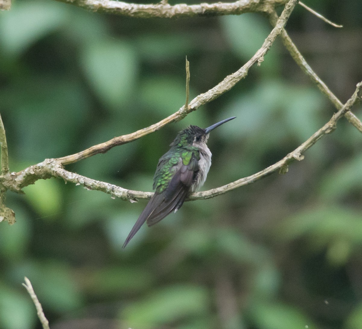 Wedge-tailed Sabrewing (Long-tailed) - ML32568751