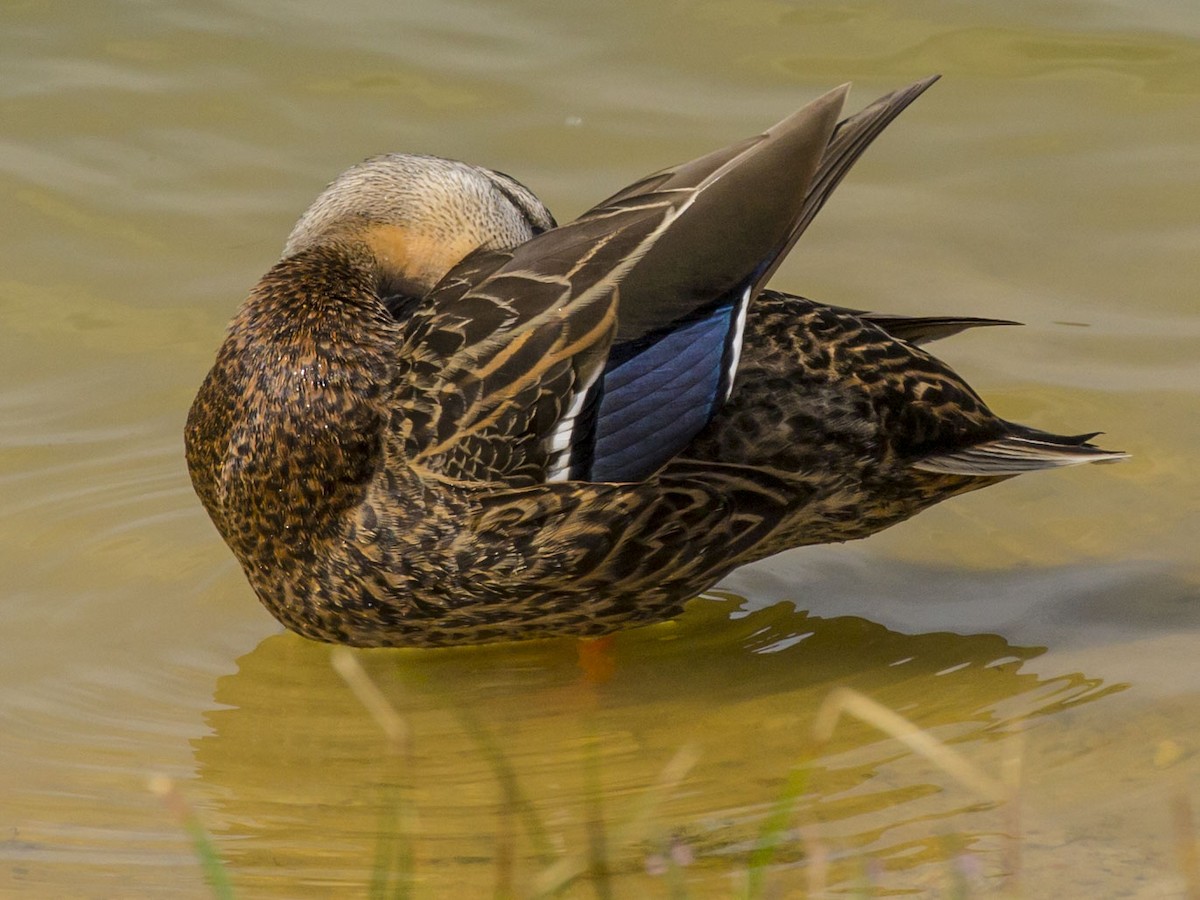 Mexican Duck - ML325689621