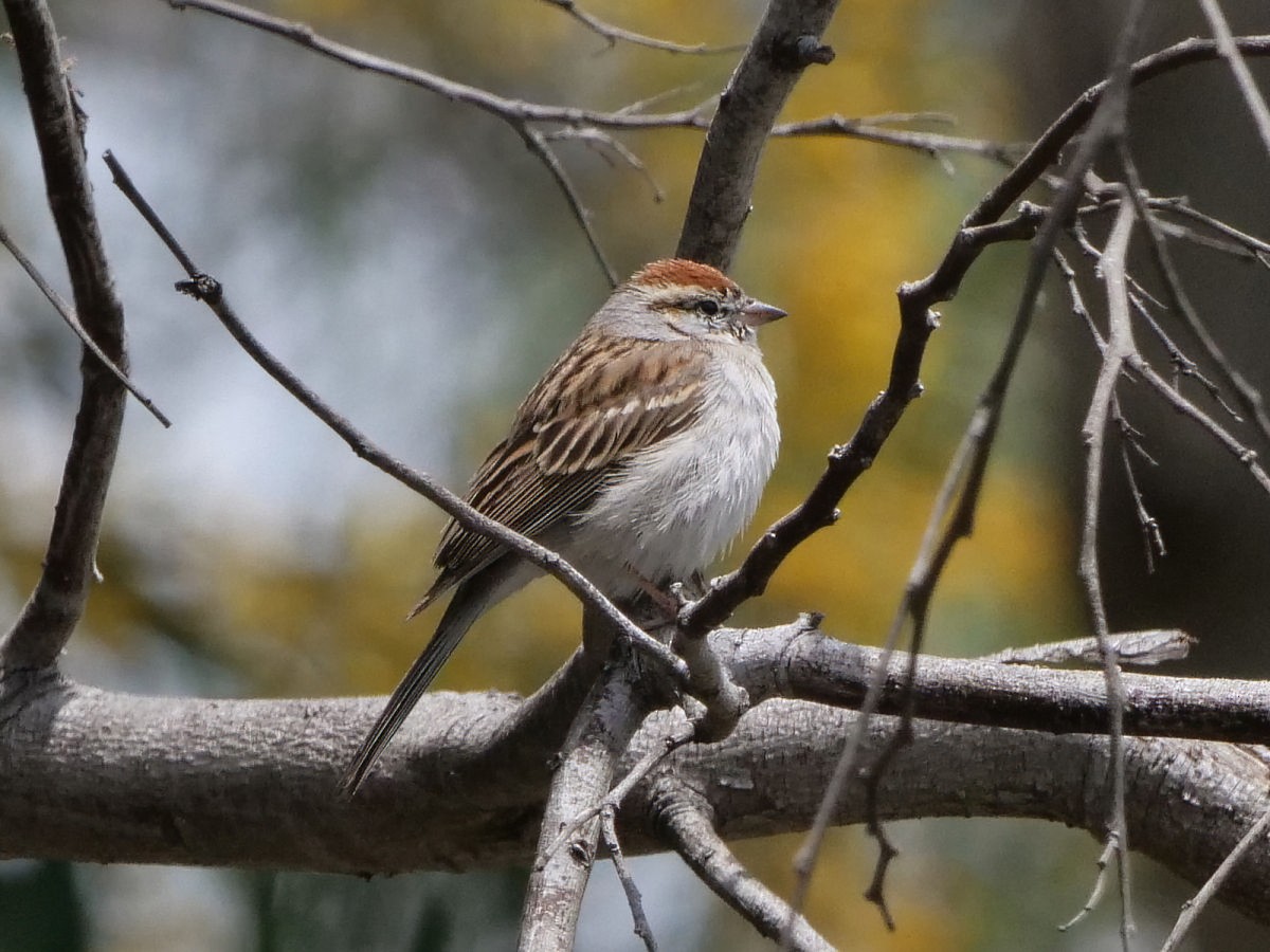 Chipping Sparrow - ML325696151