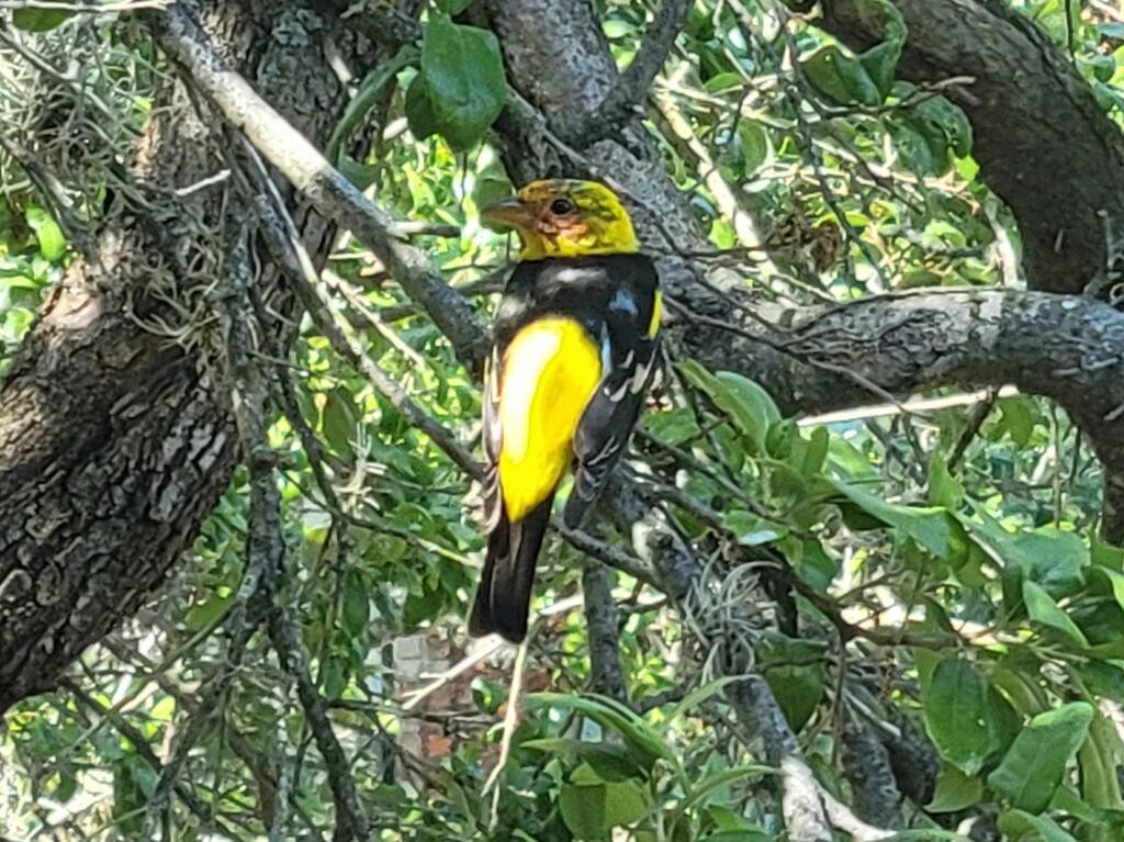 Western Tanager - ML325697351